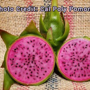 Ax Dragon Fruit Cutting 7" plus